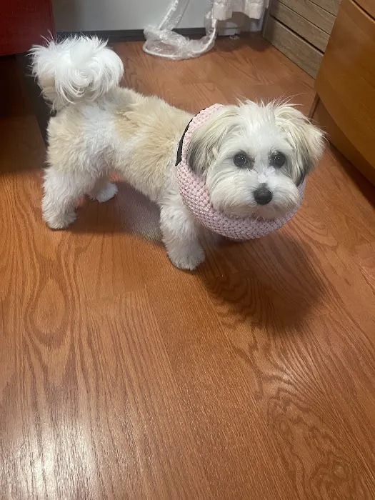 Glen Cove Animal Clinic Picture 9