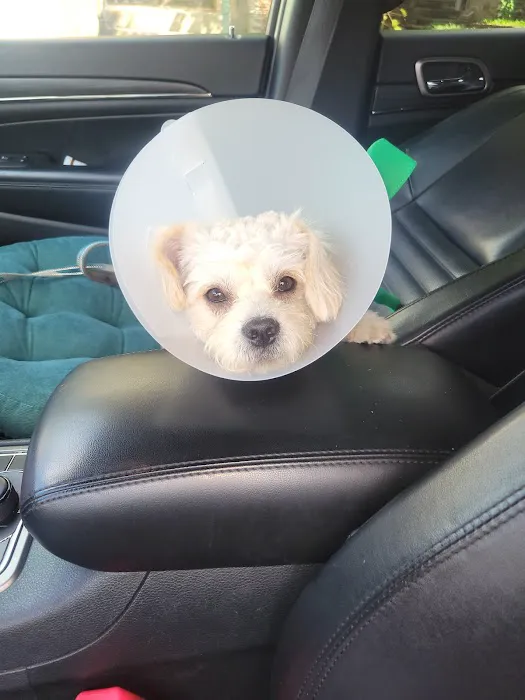 Glen Cove Animal Clinic Picture 6