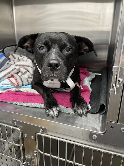 Glen Cove Animal Clinic Picture 8