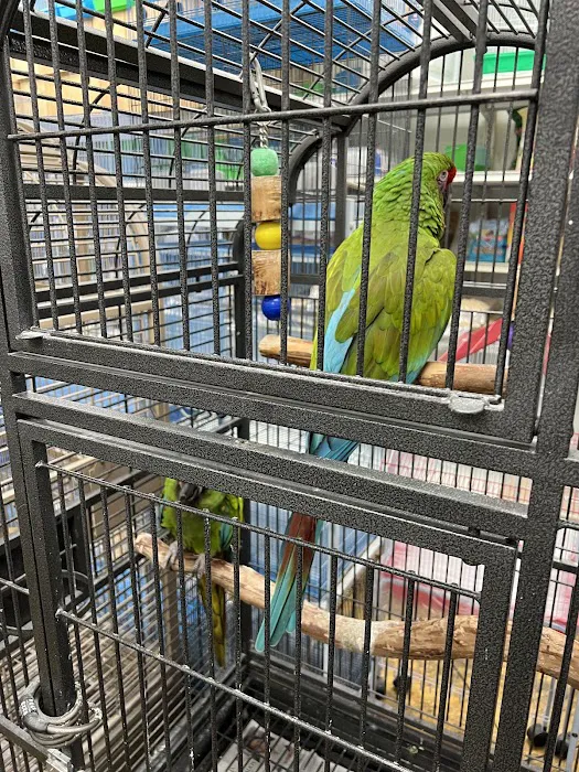 Birdsmart Picture 6