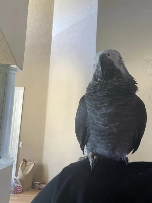 Birdsmart Picture 2