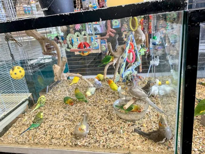 Birdsmart Picture 3