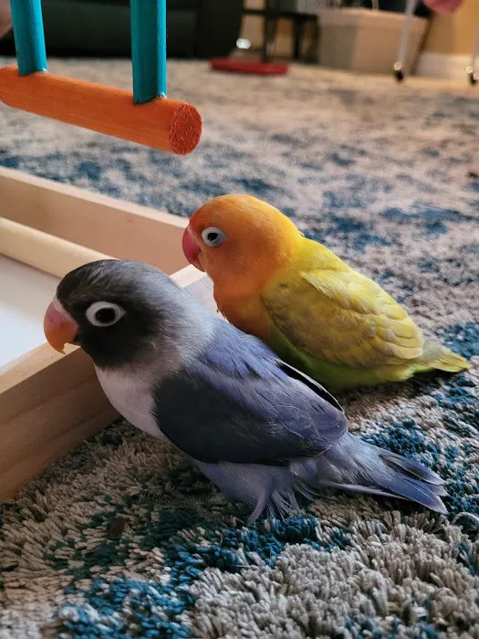 Birdsmart Picture 8