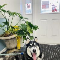 Meadowbrook Animal Hospital ico