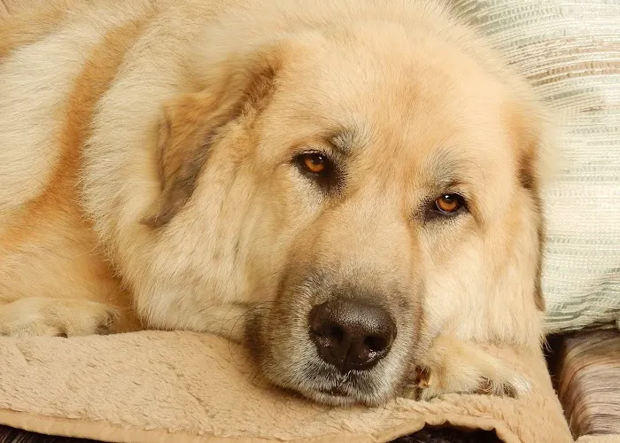 Meadowbrook Animal Hospital Picture 8