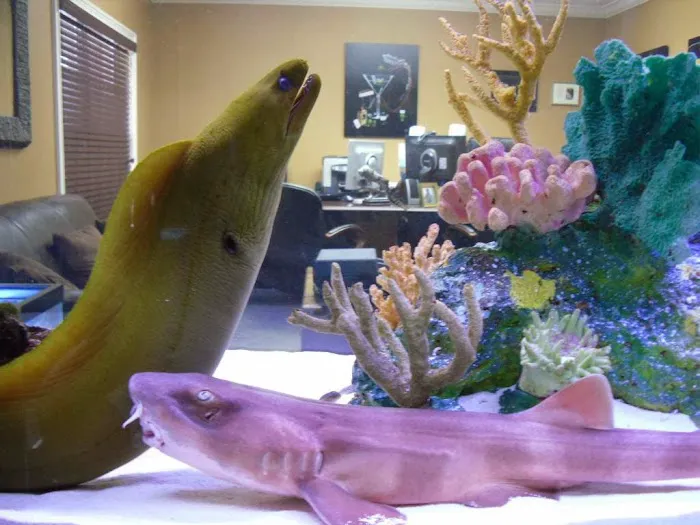 Creative Aquatics LLC Picture 6