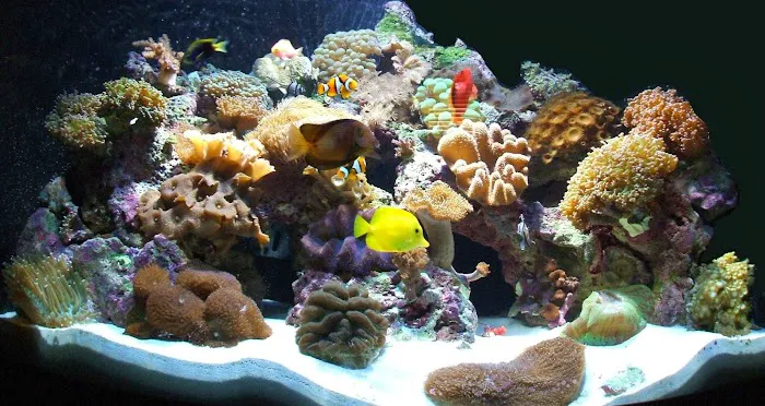 Creative Aquatics LLC Picture 5