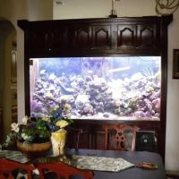 Creative Aquatics LLC ico