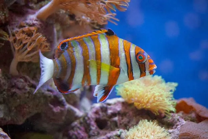 Creative Aquatics LLC Picture 2