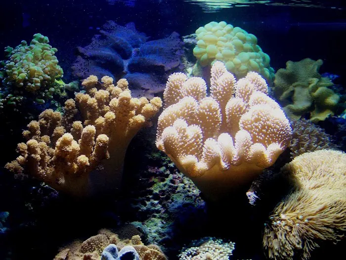 Creative Aquatics LLC Picture 10