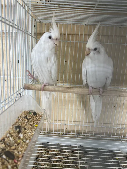 Gomez Pet Shop Picture 5