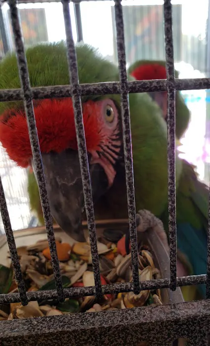 Gomez Pet Shop Picture 9