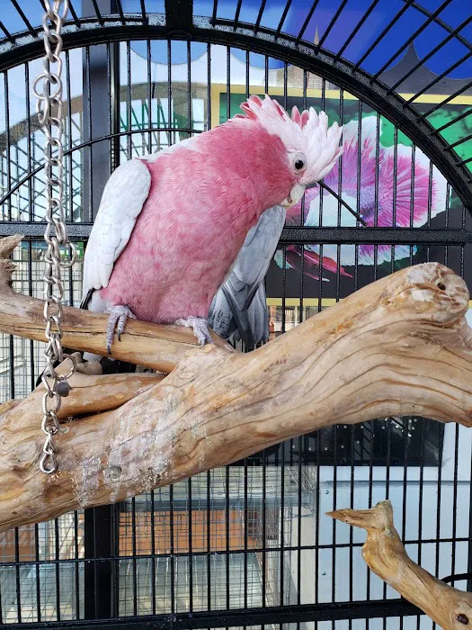 Gomez Pet Shop Picture 7