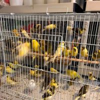 J&M Petshop ico