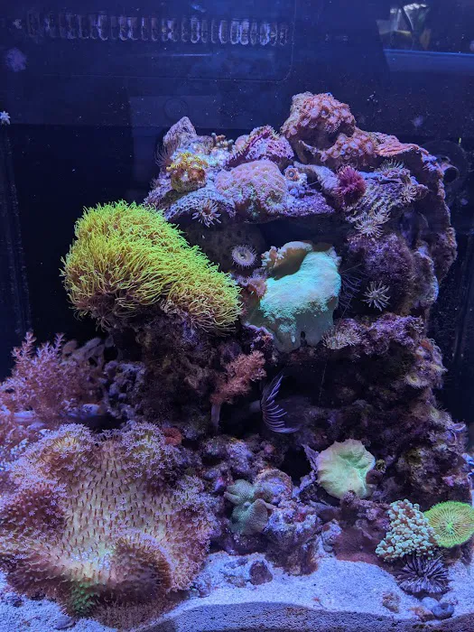 Coral Reef Aquariums Picture 6