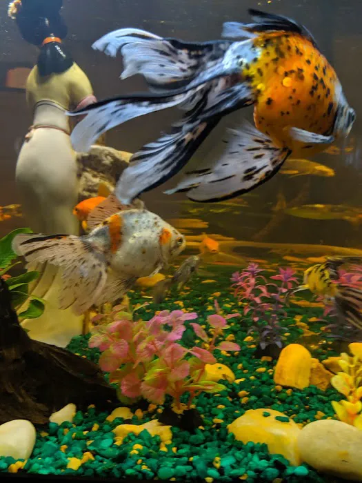 Coral Reef Aquariums Picture 2