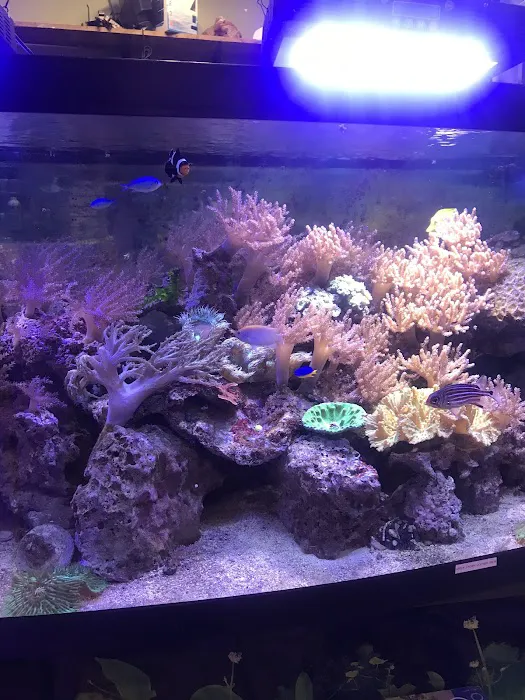 Coral Reef Aquariums Picture 4