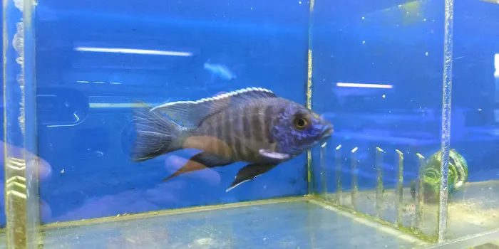 Coral Reef Aquariums Picture 8