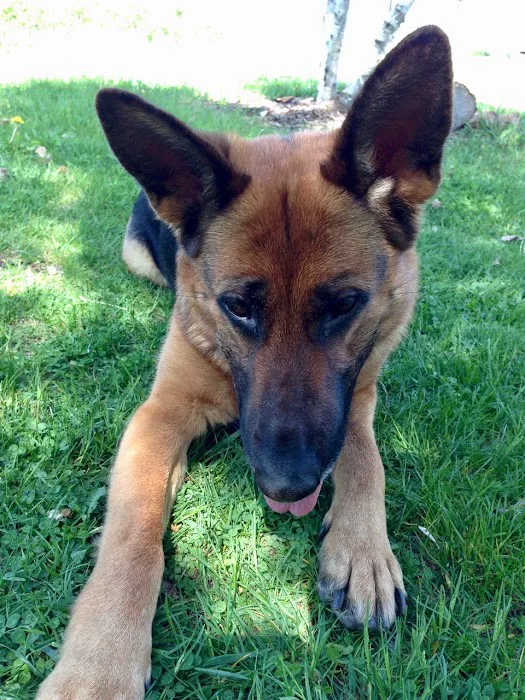 All Creatures Veterinary Services Picture 4
