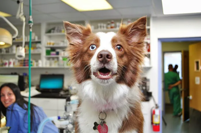 All Creatures Veterinary Services Picture 2