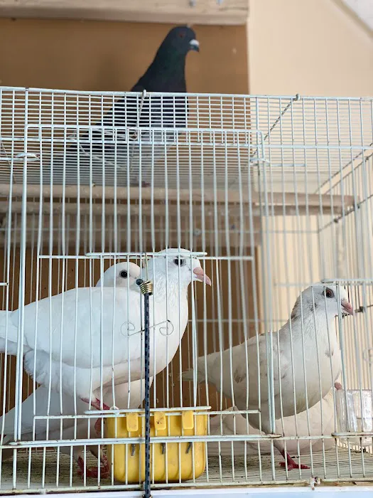 Yoan & Son Pet Shop Picture 9