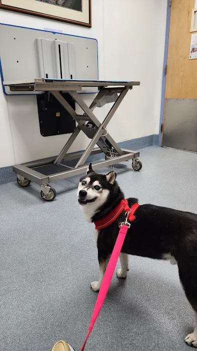 All Creatures Veterinary Hospital: Ting Tina DVM Picture 1