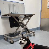 All Creatures Veterinary Hospital: Ting Tina DVM ico