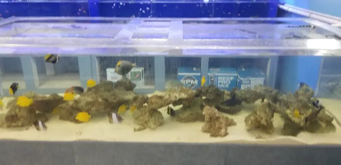 Marine Warehouse Aquarium Picture 9