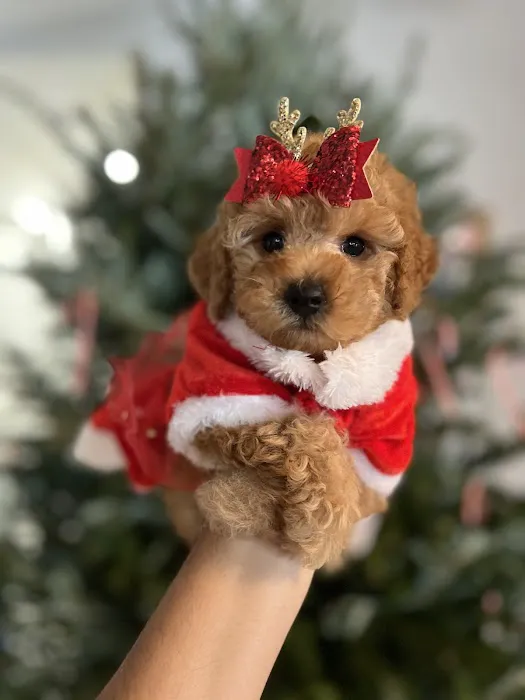 The Sweet Life of a Toy Poodle Picture 8