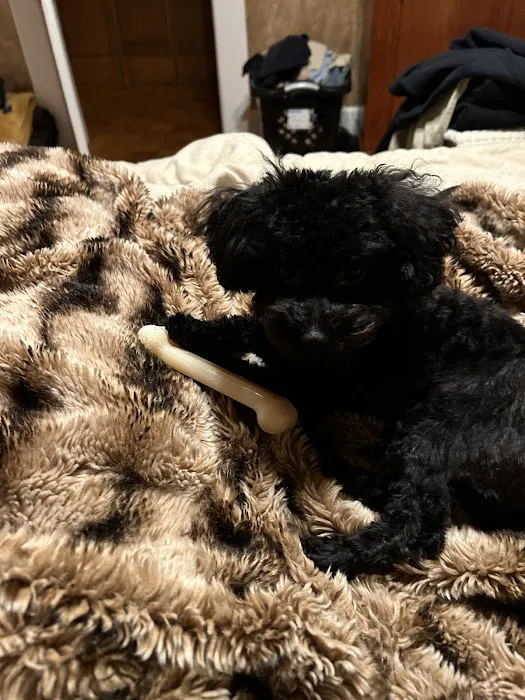 The Sweet Life of a Toy Poodle Picture 1