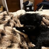 The Sweet Life of a Toy Poodle ico