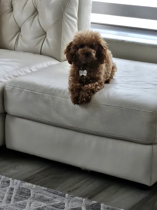 The Sweet Life of a Toy Poodle Picture 6