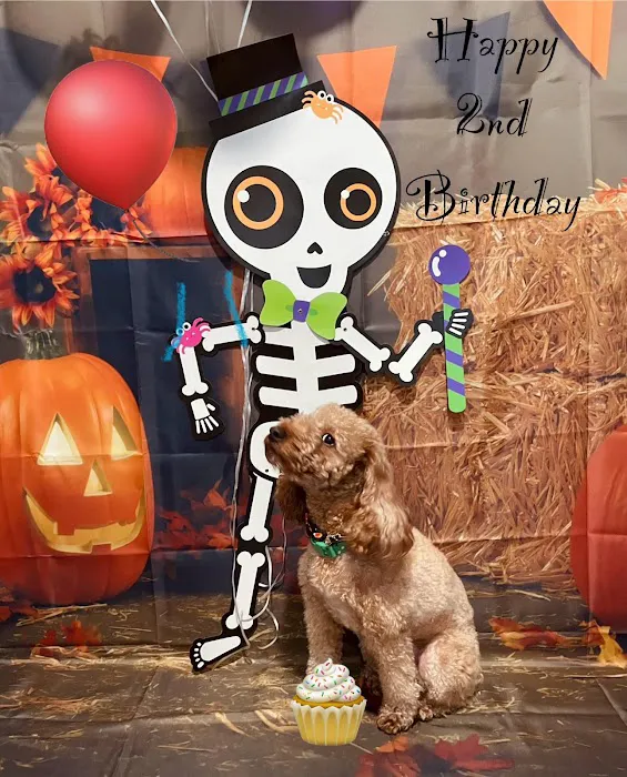 The Sweet Life of a Toy Poodle Picture 9