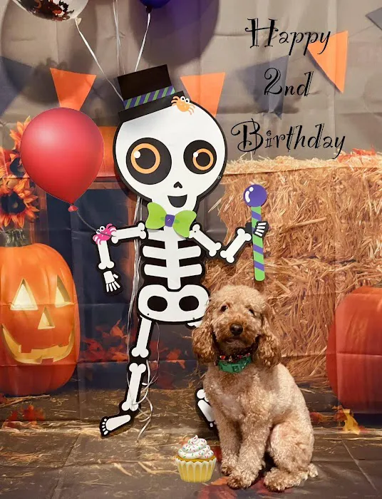 The Sweet Life of a Toy Poodle Picture 5