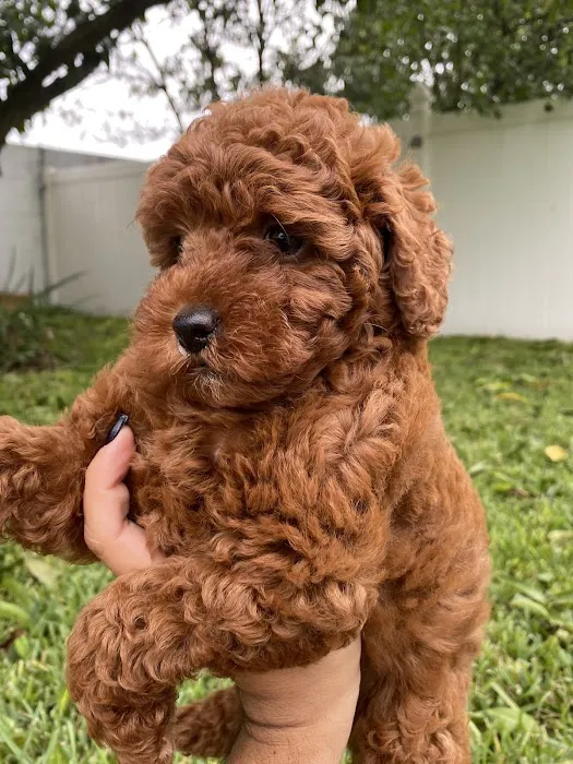 The Sweet Life of a Toy Poodle Picture 4