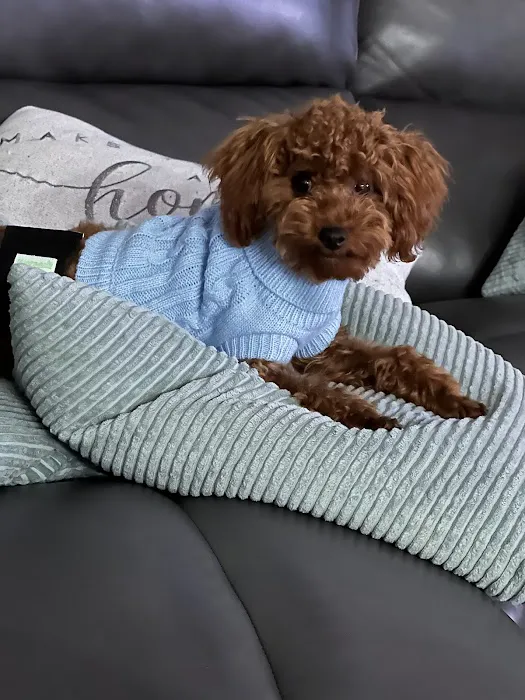 The Sweet Life of a Toy Poodle Picture 3