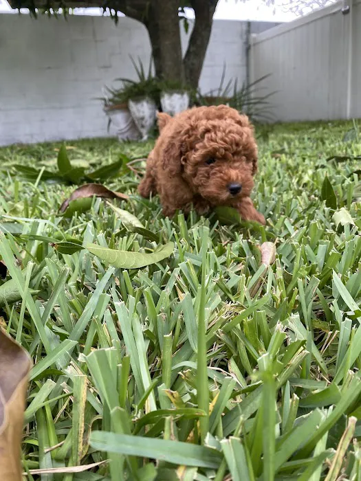 The Sweet Life of a Toy Poodle Picture 10