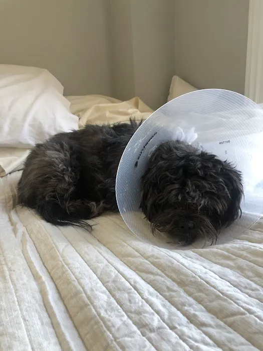 Helping PAW Picture 2