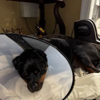 Helping PAW ico