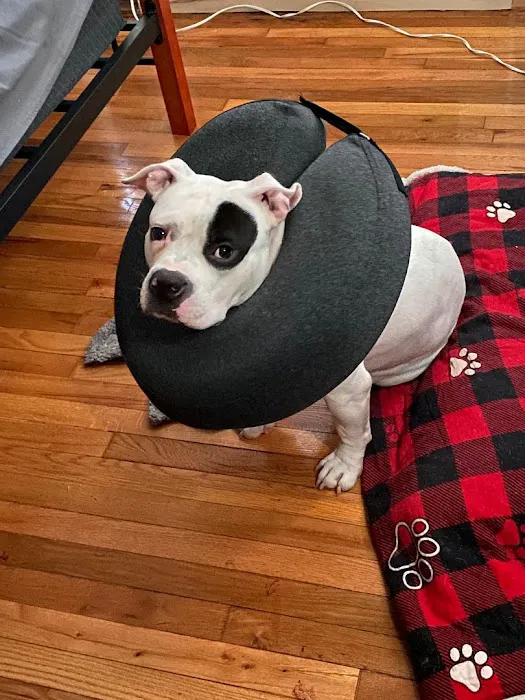 Helping PAW Picture 7