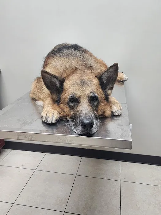 East Meadow Veterinary Center Picture 1