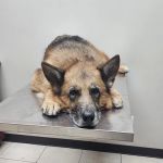 East Meadow Veterinary Center