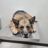 East Meadow Veterinary Center ico