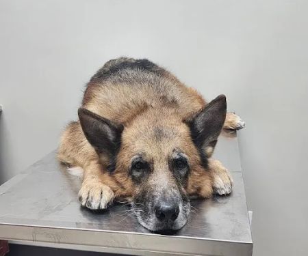 East Meadow Veterinary Center