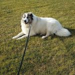 East Meadow Animal Hospital: Kaplan Warren DVM