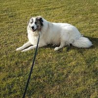 East Meadow Animal Hospital: Kaplan Warren DVM ico