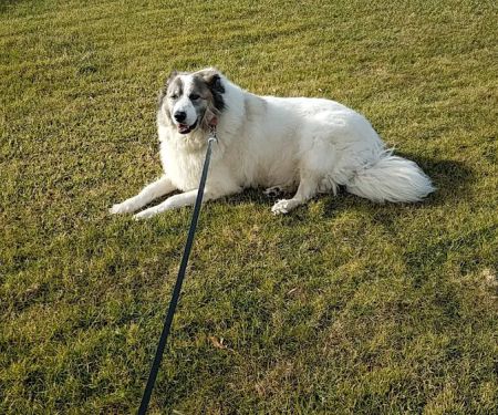 East Meadow Animal Hospital: Kaplan Warren DVM