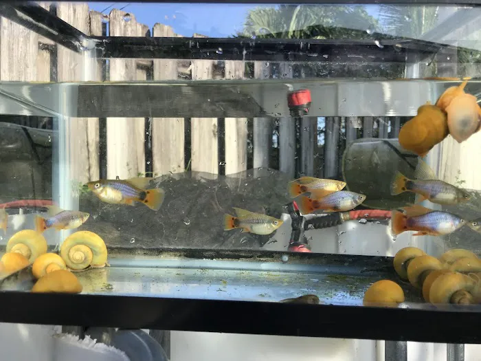 Aquazul Tropical Fish LLC Picture 5