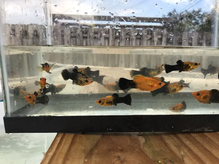 Aquazul Tropical Fish LLC Picture 6