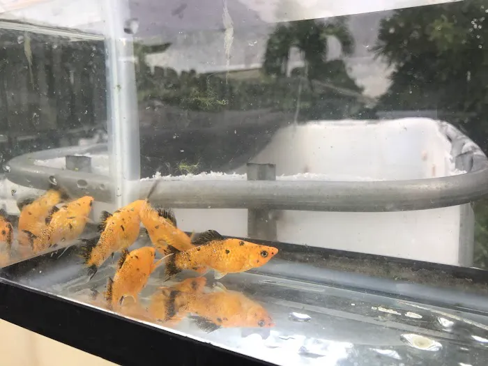 Aquazul Tropical Fish LLC Picture 3